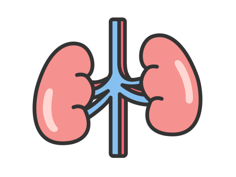 腎臓のイラスト